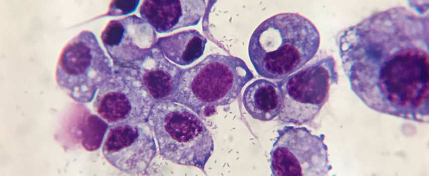 Rickettsiae cultured in a tick cell. Visualized by the Diff-Quik staining method.