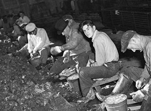 Back and white image of men working on shucking clams.