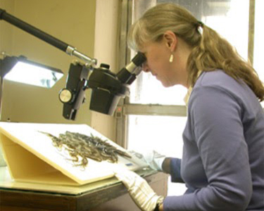 Student looking through microscope at image with white gloves on.