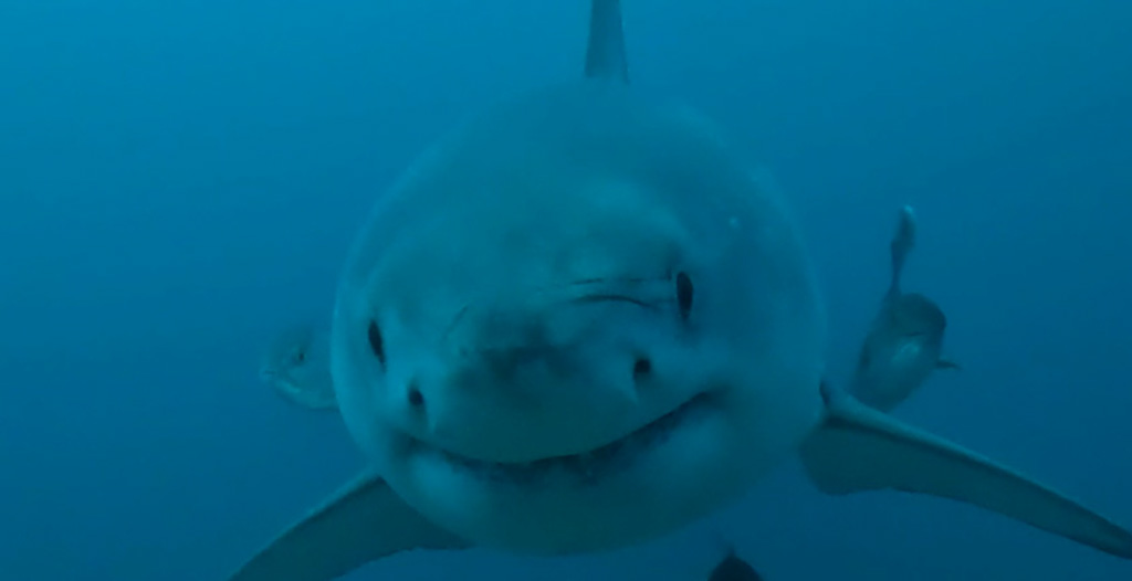USA Researchers Spot Great White Shark Off ɬֱ Coast
